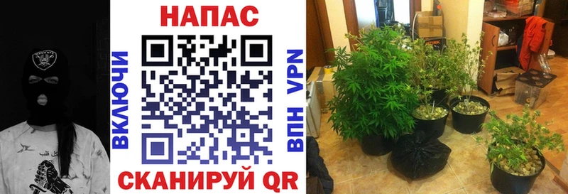 Шишки марихуана сатива  Купить  Юрга 